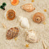 6PCS Large Natural Hermit Crab Shells, Size 3" - 3.5" for Supplies and Beach Decoration