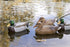 Flambeau Outdoors 8036SUV Storm Front 2 Mallard Decoys - Classic Floaters, 6-Pack