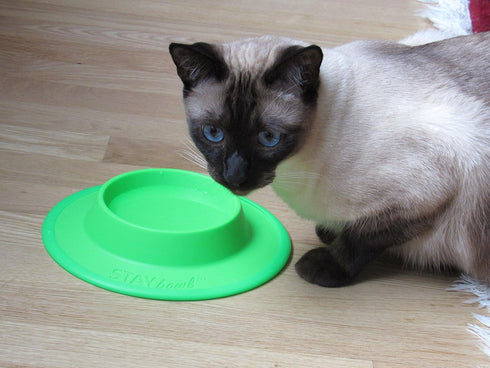 Pet Food and Water Bowl for Cats, Toy Breed Dogs, Bearded Dragons, Turtles, Small Pets (3/4 Cup, Sky Blue)
