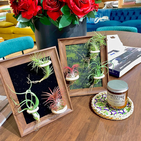Generic 8 Tillandsia Air Plant Trio Kit: Caput-Medusae, Ionantha v.Stricta, Funckiana, Frame with Magnetic Holders