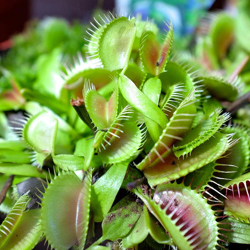 10 Outsidepride Venus Flytrap Seeds - Pcs Perennial, Unique & Carnivorous, Indoor Plant Seeds for House Plants, Easy
