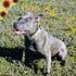 Country Brook Petz Deluxe Dog Collar, Vibrant Floral Collection for Durability, Comfort & Style, Sunflowers, Medium