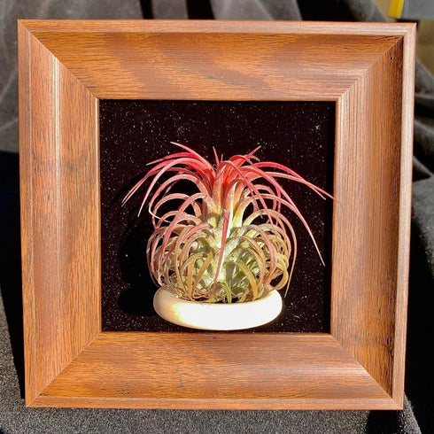 Generic 4" Tillandsia Funckiana Air Plant Kit, Frame (Wall-Mount & Tabletop), Magnetic Holder, Black or Green