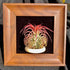 Generic 4" Tillandsia Funckiana Air Plant Kit, Frame (Wall-Mount & Tabletop), Magnetic Holder, Black or Green
