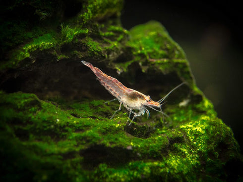 1 1/2 1 inch Aquatic Arts Live Freshwater Sakura Red Cherry Shrimp (Neocaridina davidi) - Breeding Age Young Adult