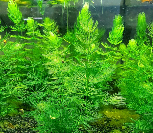Aquatic Discounts 4 BUY2GET1 Anacharis + Hornwort + Java Fern + Java Moss - Types of Easy/Beginner Live Aquarium Plants