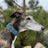 Martingale Dog Collar and Leash Set 2" Wide for Greyhound Saluki Whippet and Similar Breeds (11"-14")