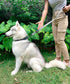 Tuff Pupper Service Dog Leash - 24 Inch Handle for Large Dogs, Perfect for Service Dog Harness & Training