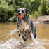 60-100 lbs 3-inch Pack 2 Chuckit! Ultra Ball Dog Toys - Size Large - for Dogs - Made from Durable Rubber - Super Bouncy