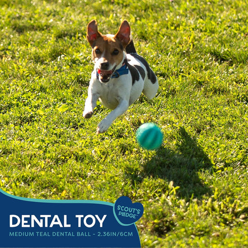 Good Scout Dental Balls for Dogs, Indoor and Outdoor Dog Ball Set with Gum-Massaging Rubber Teeth, 2-Pack, 6 cm/2.36 Inch