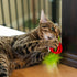 Catstages Pink Dental Strawberry Teether - Soft Chew Toy with Catnip