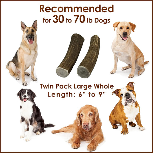 Elk Antler Chews for Dogs | Twin Pack Large Whole Naturally Shed USA Collected A-Grade Premium Antlers | All Natural