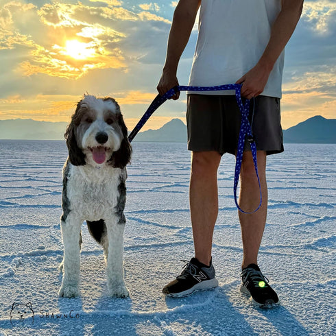 ShawnCo Dream Walk Dog Leash - Premium Nylon Pet Leash with Soft Neoprene Handle for Small, Medium, and Large Dogs