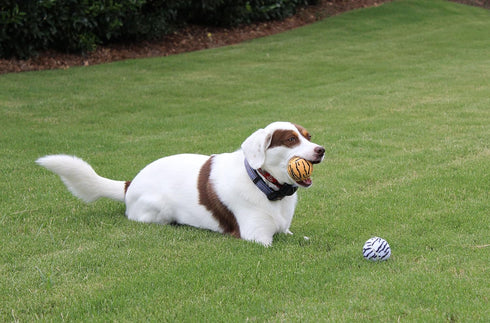 Tourna Unique Sports Dog Fetch Squeaker Balls, 4 Pack, Animal Prints