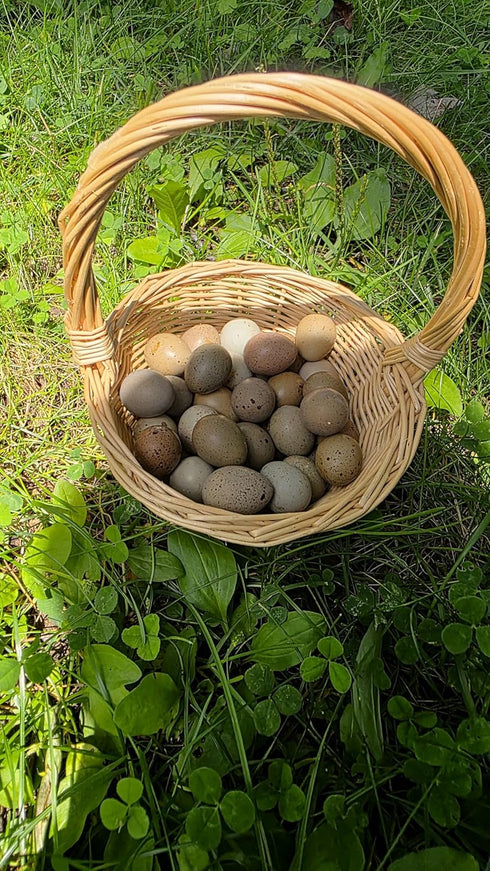 Generic 24ct + Extras Rare Exotic Colors Button Quail Hatching Eggs