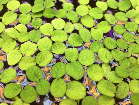 Aquarium Plant Center (12 60+ Water Spangle, Salvinia Minima, Live Aquarium/Aquatic/Freshwater/Floating/Pond