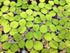 Aquarium Plant Center (12 60+ Water Spangle, Salvinia Minima, Live Aquarium/Aquatic/Freshwater/Floating/Pond