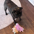SPOT Soothers- Tabbie Lambie Dog Toy, Stuffing Free, Scented with Calming Lavender Fragrance Beads for Dogs