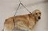 No Sit Haunch Holder Dog Grooming Restraint for Large Dogs (21" and 24") by Downtown Pet Supply