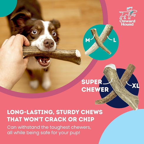 Elk Antler Dog Chew Toy - Medium 1-Pack, Grade A Naturally Shed Deer Antlers for Dogs, 6” Whole for 15-35lb Dogs