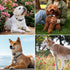 Reflective Combination Pattern Girl Dog Collar for Small Medium Large Breed Dogs, Adjustable Soft Nylon Pet Collar (M)
