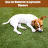 SPOT Bam-Bones Plus Branch - Durable Dog Chew for Aggressive Chewers, Bamboo Fiber & Nylon, 5.75in, Beef Flavor, Great