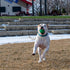 PetKORE 2.5", : FloTex Ball - Medium - Green, Dog Toy, Proprietary Rubber, Patented Open Airflow Grooves