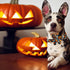 Halloween Dog Collar with Sunflower Bow - Holiday Pumpkin and Spook Collar for Small, Medium, Large Pets, Puppies