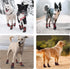 FLYSTAR Dog Shoes for Medium Large Dogs, Waterproof Non-Slip Boots for Winter, Reflective Adjustable Warm Paw Protector