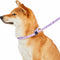 Blueberry Pet Durable Diagonal Striped Collar Leash Training Set with Comfy Neoprene Handle, Lavender, 6 ft