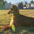 Outward Hound Tail Spinner Squeaky Dog Chase Toy with Furry Tail