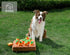 Interactive Squeak Carrot Snuffle Mat for Dogs - Plush Puzzle Toys 2 in 1 for Pet Stress Relief with 12 Carrots