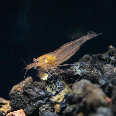 Aquatic Arts Sun Orange Amano Shrimp Live Freshwater Algae-Eater (Caridina multidentata) |