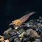 Aquatic Arts Sun Orange Amano Shrimp Live Freshwater Algae-Eater (Caridina multidentata) |