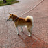 5FT Ombre Cotton Dog Leash - Heavy Duty Braided Training Leash with Comfortable PU Leather Handle for Small, Medium &