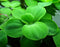 Aquatic Discounts 40+ Surface/Floating Live Aquarium (Pond) Plants - Dwarf Water Lettuce