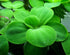 Aquatic Discounts 40+ Surface/Floating Live Aquarium (Pond) Plants - Dwarf Water Lettuce