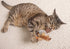 Petlinks Flutter Singer Electronic Sound Cat Toy, Battery Powered - Gray/Blue, One Size