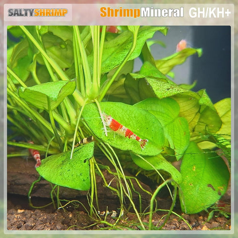 200G Shrimp Mineral GH/KH+