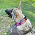 2-Inch Wide Tactical Dog Collar, Adjustable Military Style with Control Handle, Heavy-Duty Metal Buckle, USA Flag Patch