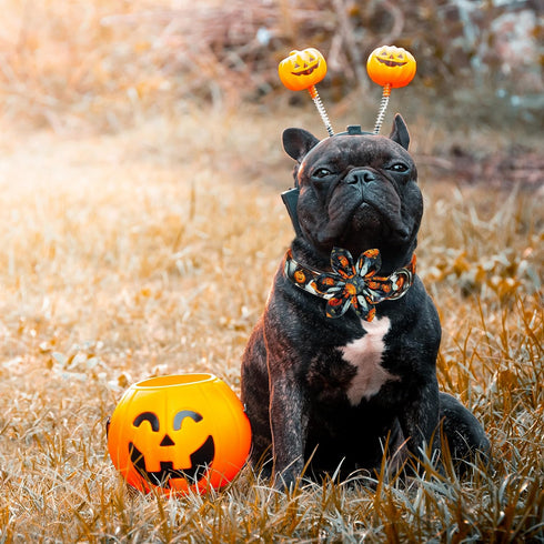 Halloween Dog Collar with Sunflower Bow - Holiday Pumpkin and Spook Collar for Small, Medium, Large Pets, Puppies