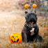 Halloween Dog Collar with Sunflower Bow - Holiday Pumpkin and Spook Collar for Small, Medium, Large Pets, Puppies