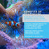 Continuum Aquatics Reef Basis Calcium Liquid for Aquarium, 16.9-Ounce