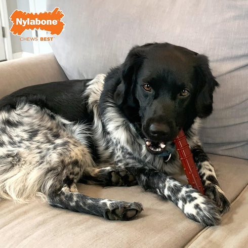 Nylabone Power Chew Basted Blast Dual Flavored Dog Chew Toys for Aggressive Chewers - Durable Dog Bones with 2 Layers of Flavor - Bacon and Steak Flavor, Large/Giant (1 Count)