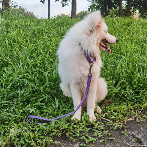 Advanced Dog Short Leash - 24 Inches with Sturdy Nylon and Soft Padded Handle for Large Medium Dogs