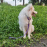 Advanced Dog Short Leash - 24 Inches with Sturdy Nylon and Soft Padded Handle for Large Medium Dogs