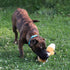SPOT Skinneeez Extreme Quilted Fox Dog Toy, Durable, Stuffing Free, 4 Layers, 2 Squeakers, Ideal for Medium and Large