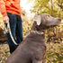 Browning Classic Webbing Camo Dog Leash, One Size, Realtree MAX-7