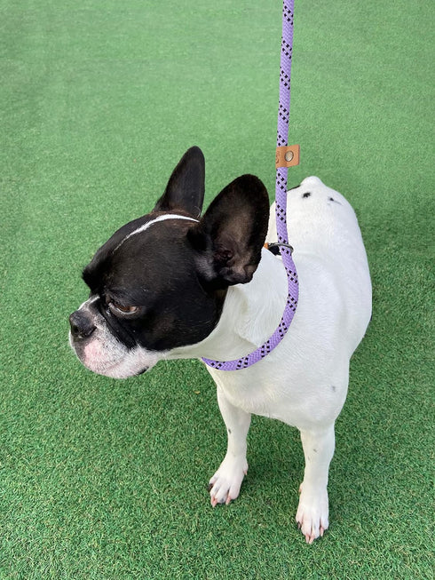 5 FT Heavy Duty Slip Lead Dog Leash for Small Medium Large Dogs, No Pull Training Lead (Lavender Stripe, Medium(3/8"))
