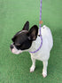 5 FT Heavy Duty Slip Lead Dog Leash for Small Medium Large Dogs, No Pull Training Lead (Lavender Stripe, Medium(3/8"))